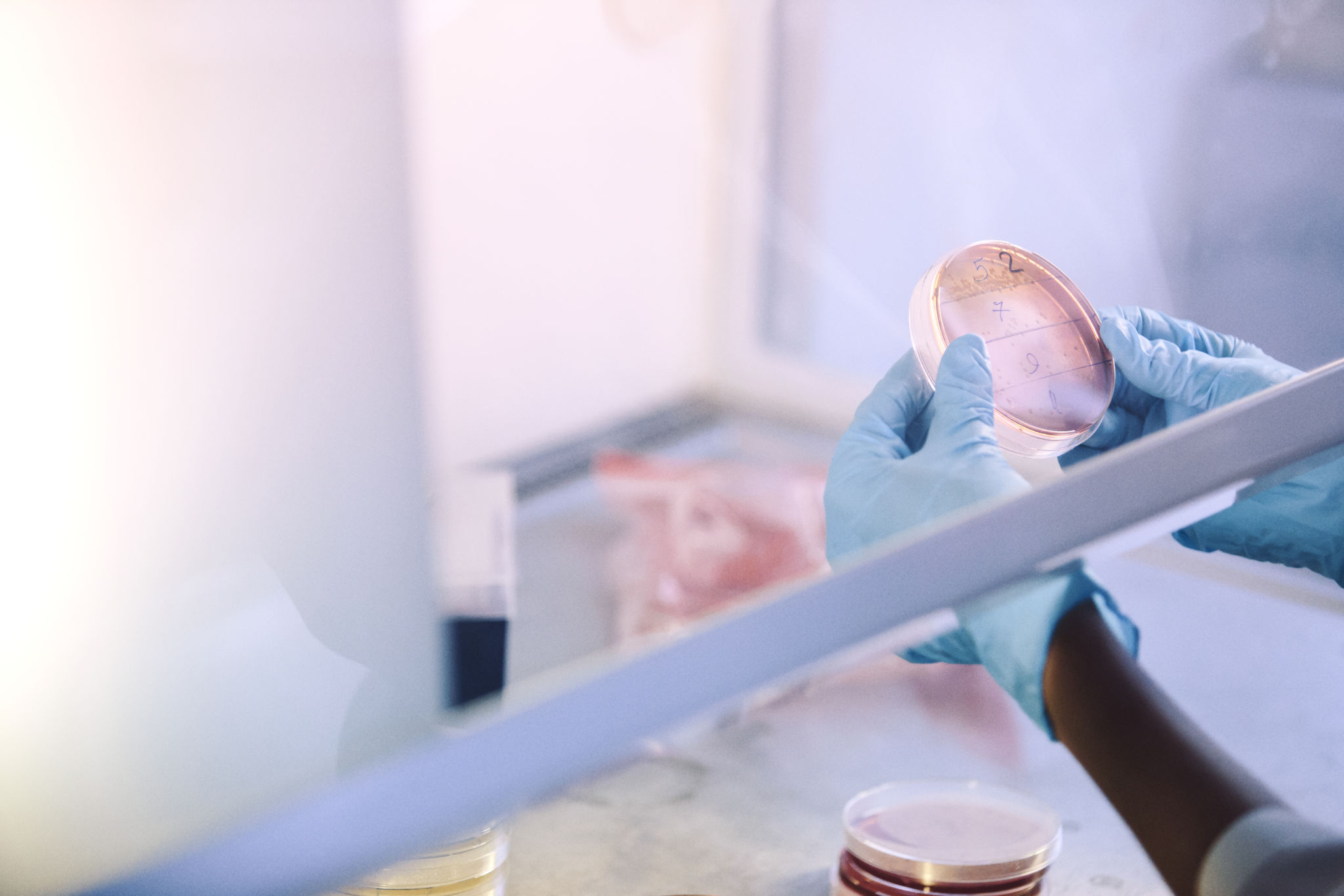 Petriskålar i dragskåp.