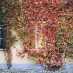 Gul vägg med gröna och röda löv.