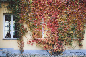 Gul vägg med gröna och röda löv.