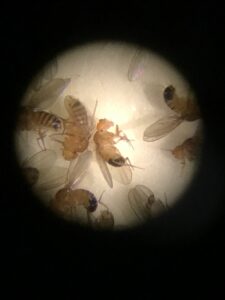 Bananflugor fotograferade genom mikroskop.