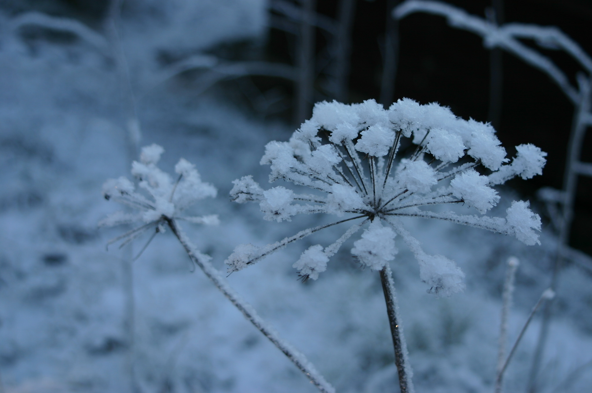 Blomma med frost och snö på sig.