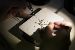 En samling bananflugor lyses upp på ett bord, omgivna av två hänger med pincetter.