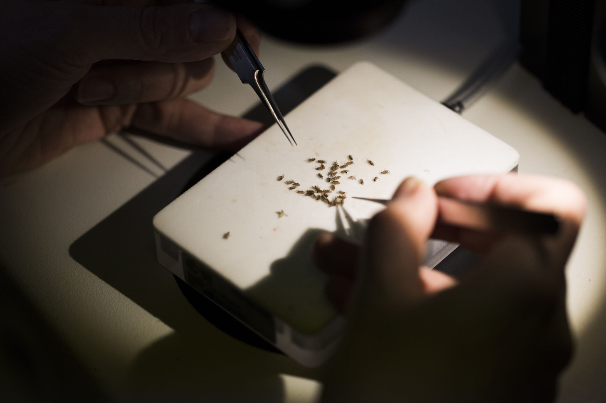 En samling bananflugor lyses upp på ett bord, omgivna av två hänger med pincetter.