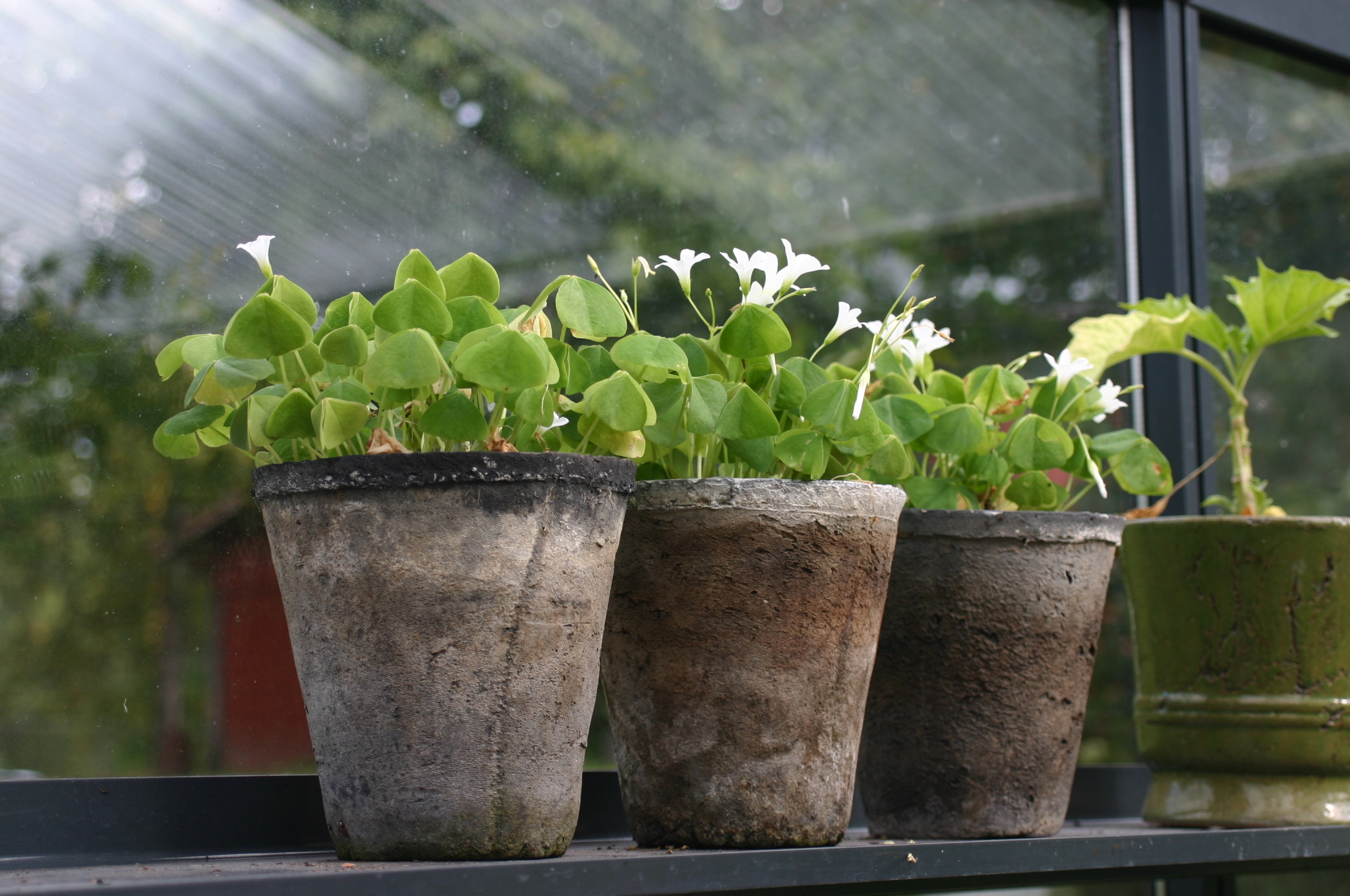 Blommor i tre lerkrukor.