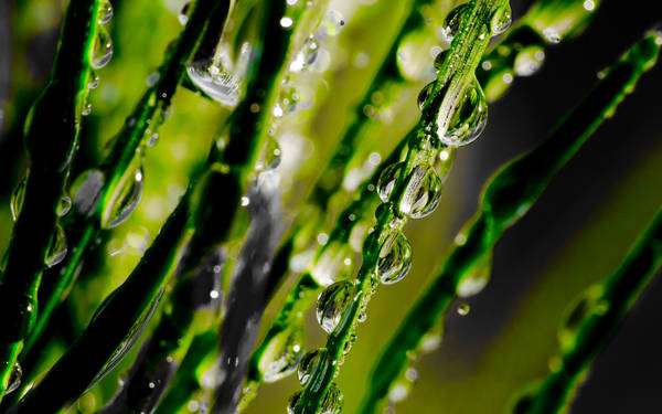 vattendroppar på blad