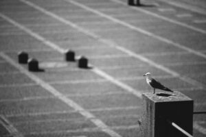 En mås sitter på en stolpe.