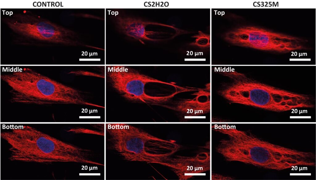 The figure shows the morphological changes (vimentin in red, nuclei in blue) induced on fibroblasts by two different kinds of calcium sulphates (CS2H2O, CS325M) capable of releasing calcium ions