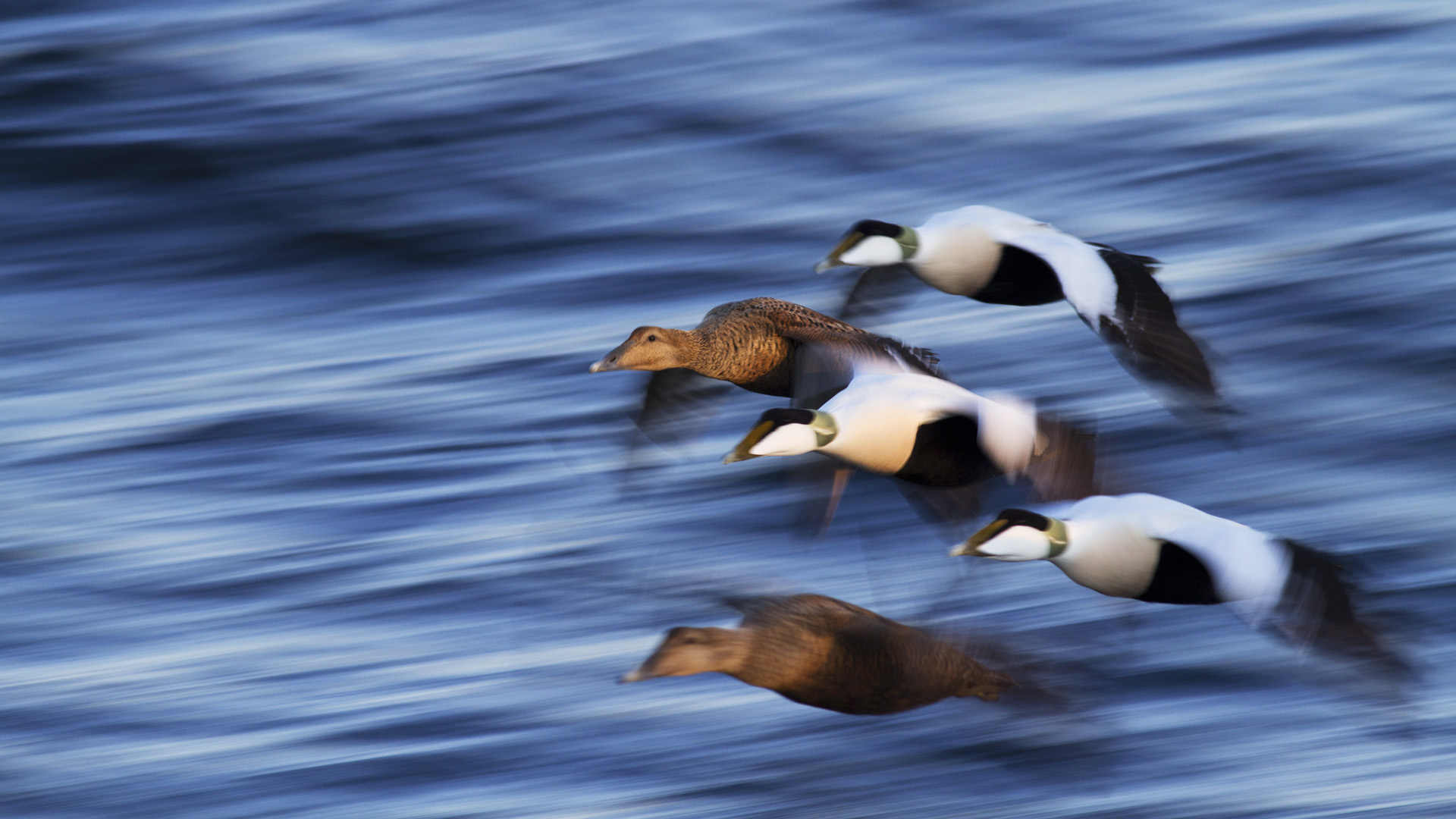 Five flying eiders
