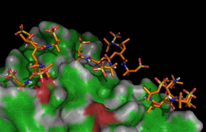 Molecular dynamics simulation of latex-dispersant interaction