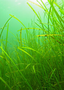 Grönt sjögräs fotograferat under havsytan, i gröntonat vatten.