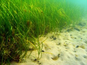 Sjögräs och sandig havsbotten fotograferat under ytan.