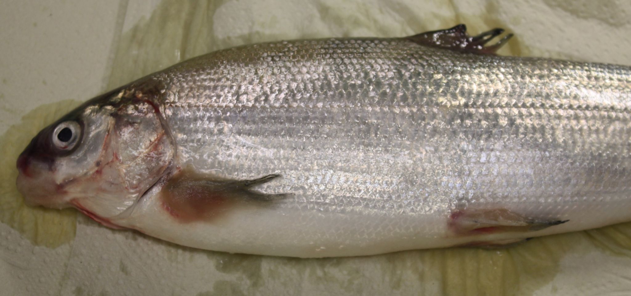 Fish with Saprolegnia infection