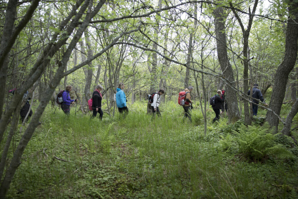 en rad med vandrare i en lummig och grön skog