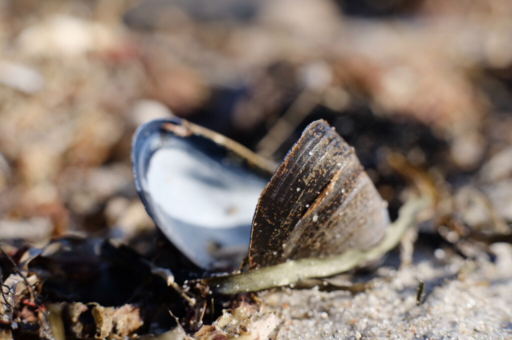 Öppen blåmussla på strand.