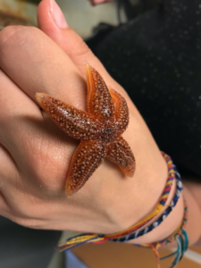 A human hand with a reddish brown sea star on it.