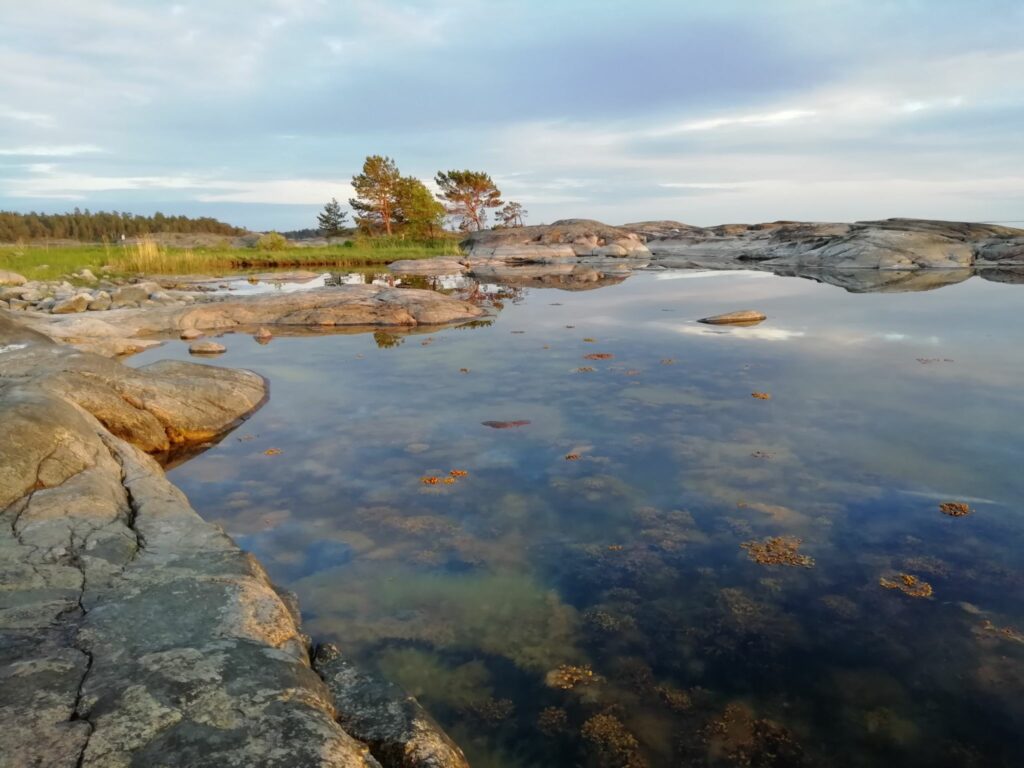 blåstång vid klippig strand