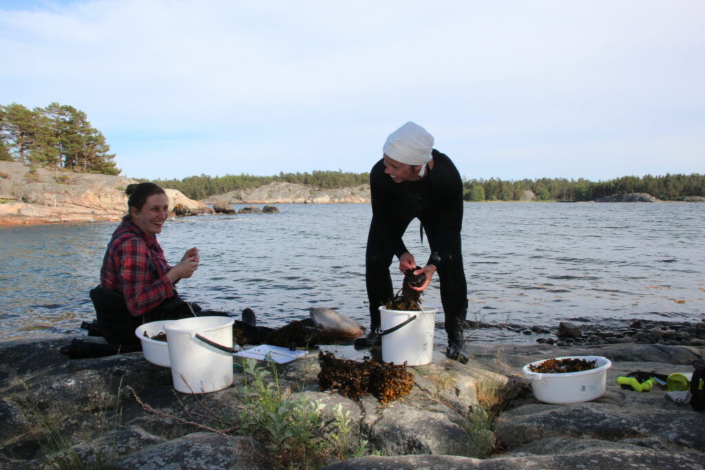 Forskarna Tiina Salo och Henna Rinne med blåstångsruskor på en strandklippa