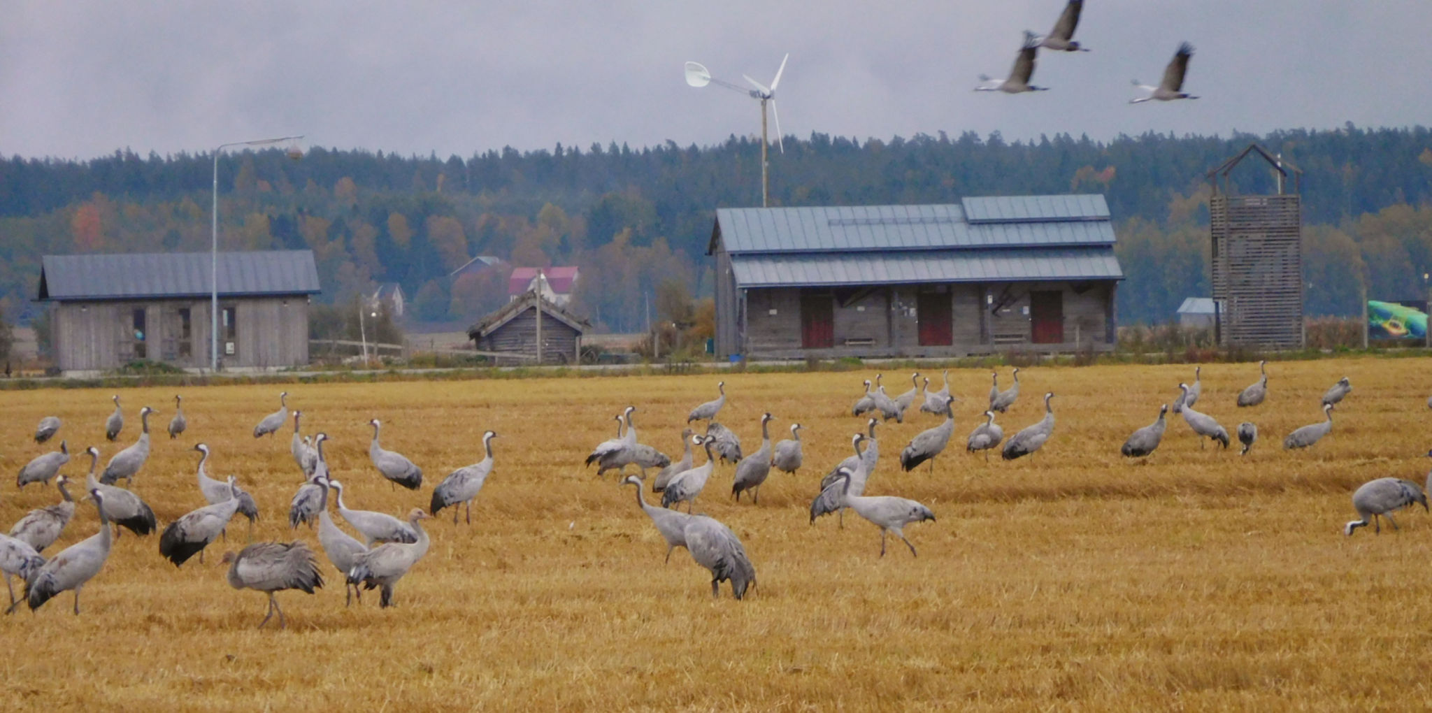 Stora mängder av tranor på Söderfjärden.