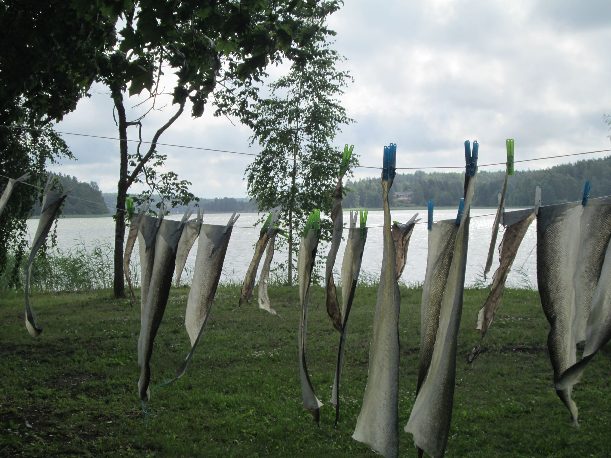 Fiskskinn hänger på tork på tvättlinor.