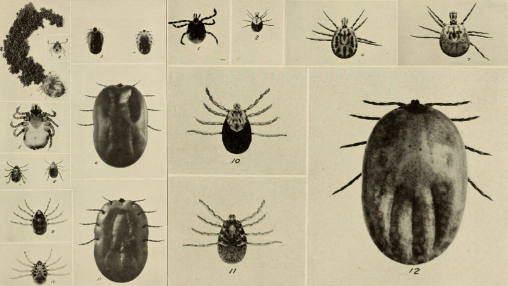 Svartvit bild med ett tiotal närbilder på fästingar