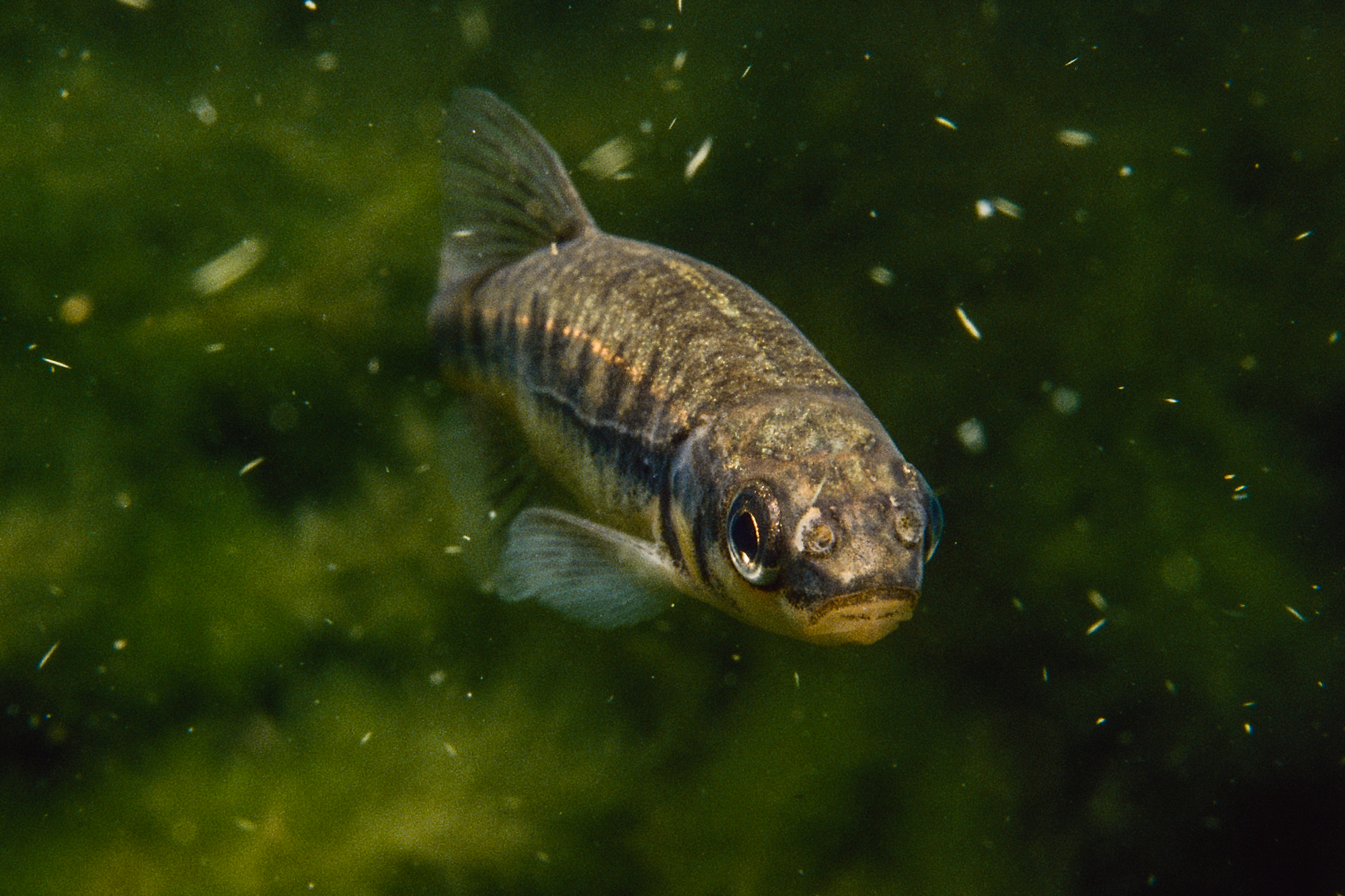 En fisk fotad under vattnet.