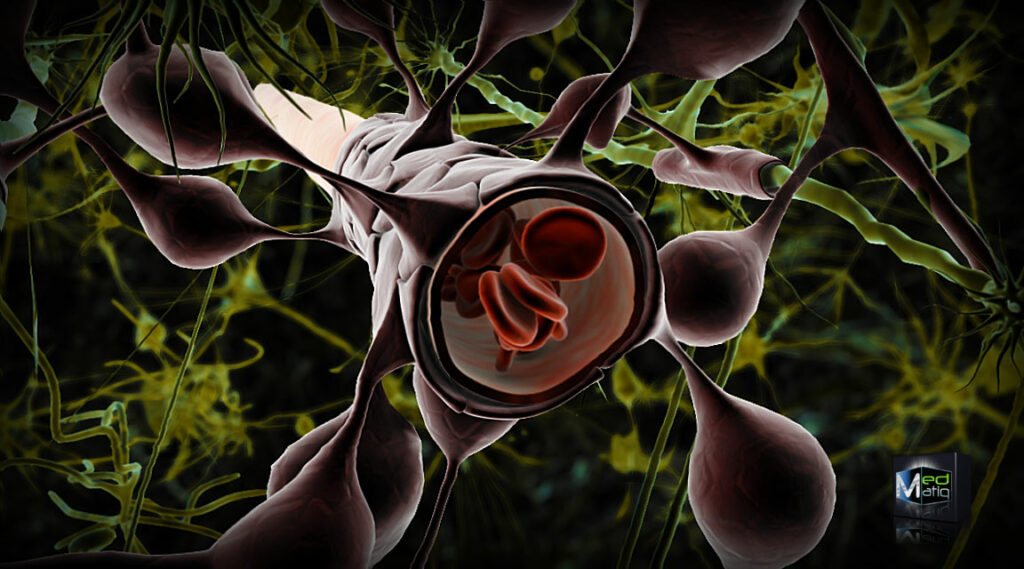 Blod-hjärnbarriären illustrerad som ett rör med blodkroppar i en miljö av neuroner.