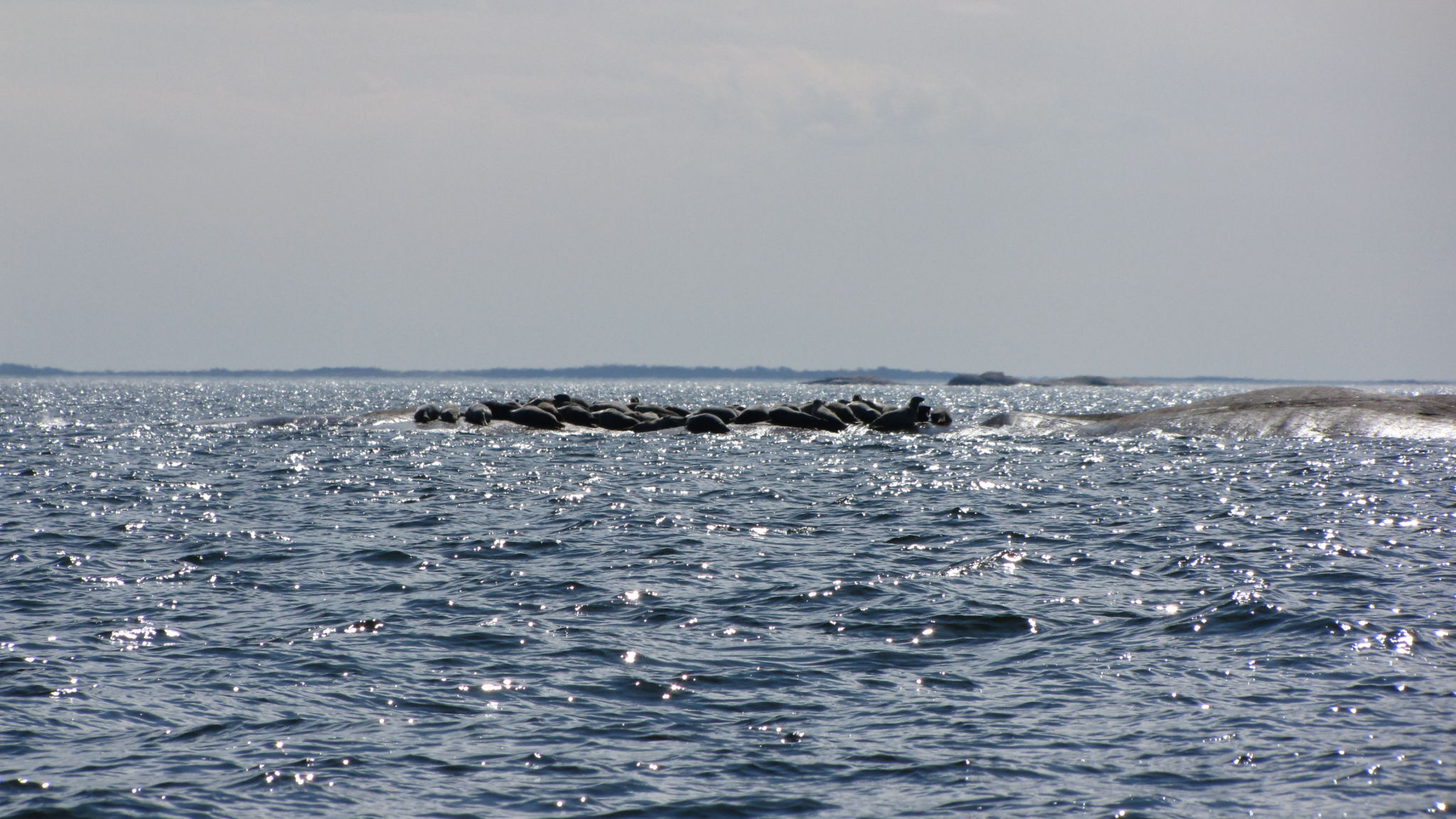 Gråsälar ligger och solar på en klippa ute i havet.