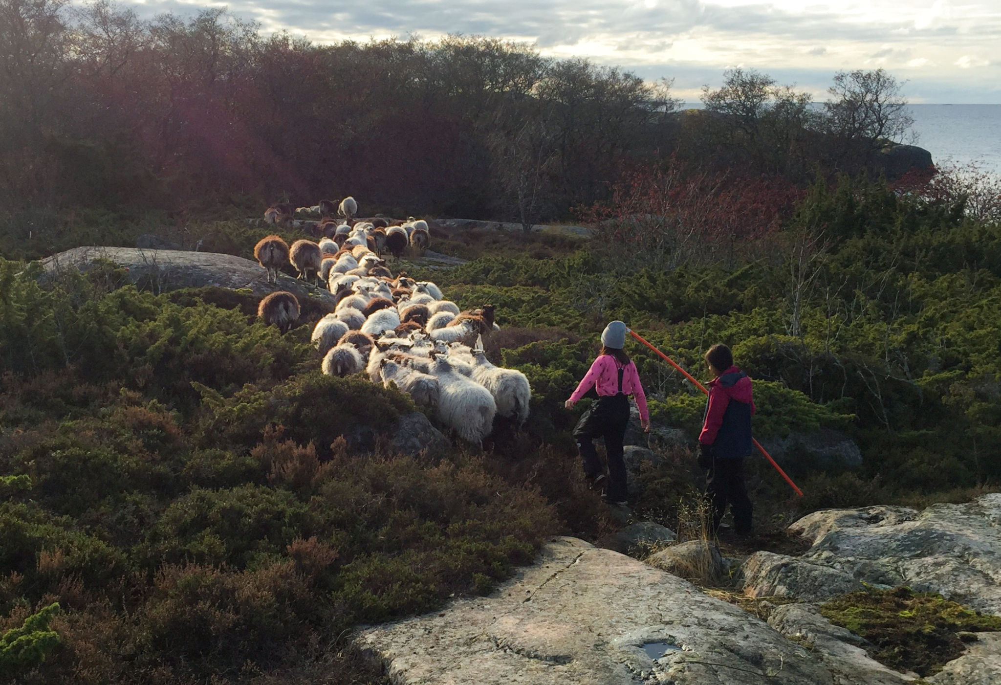 Två barn går efter en skock med får utomhus.
