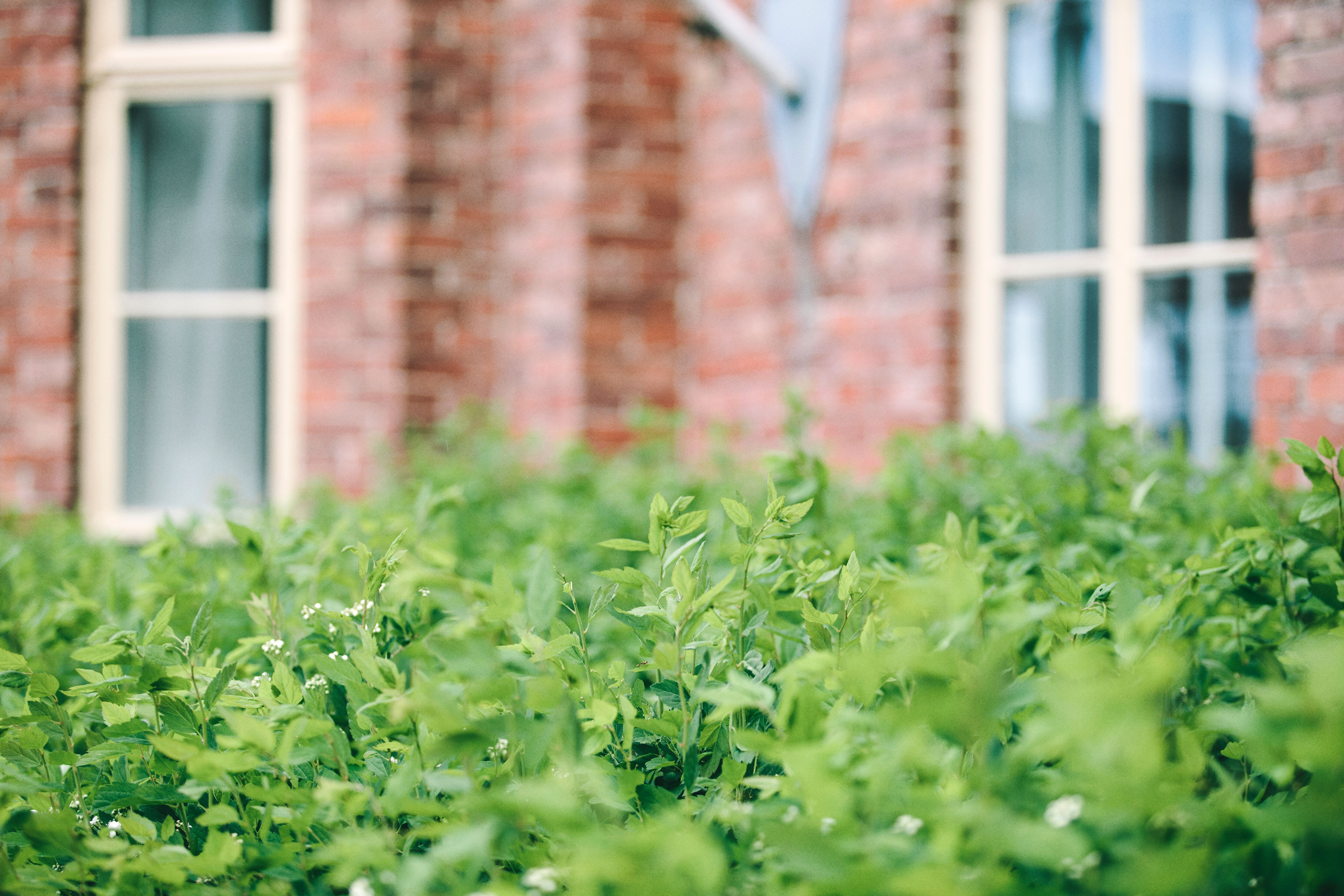 Grön buske och Academill.