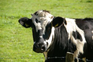A black-and-white cow on a green field.