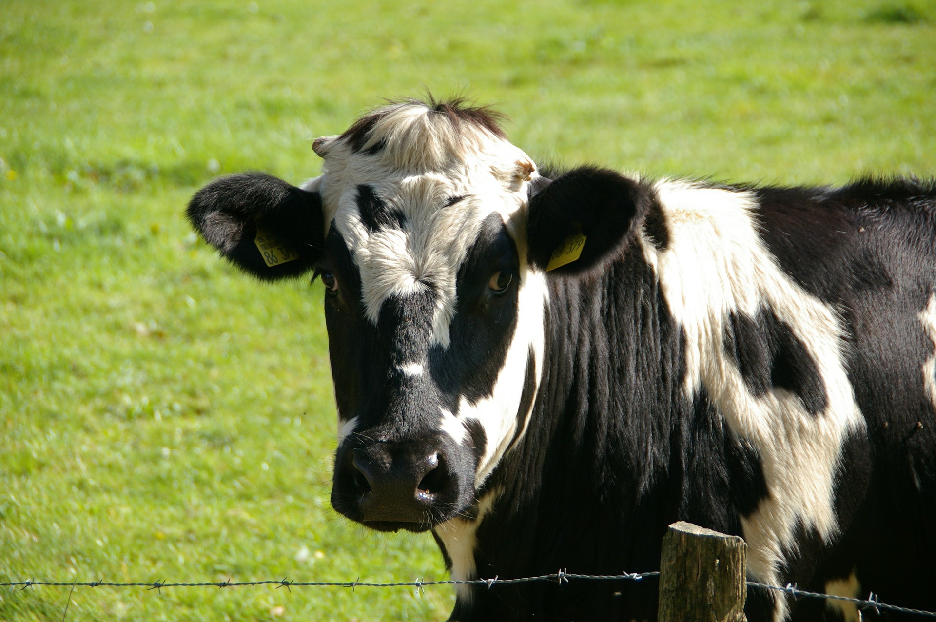 A black-and-white cow on a green field.