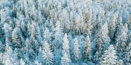 Snöiga träd.