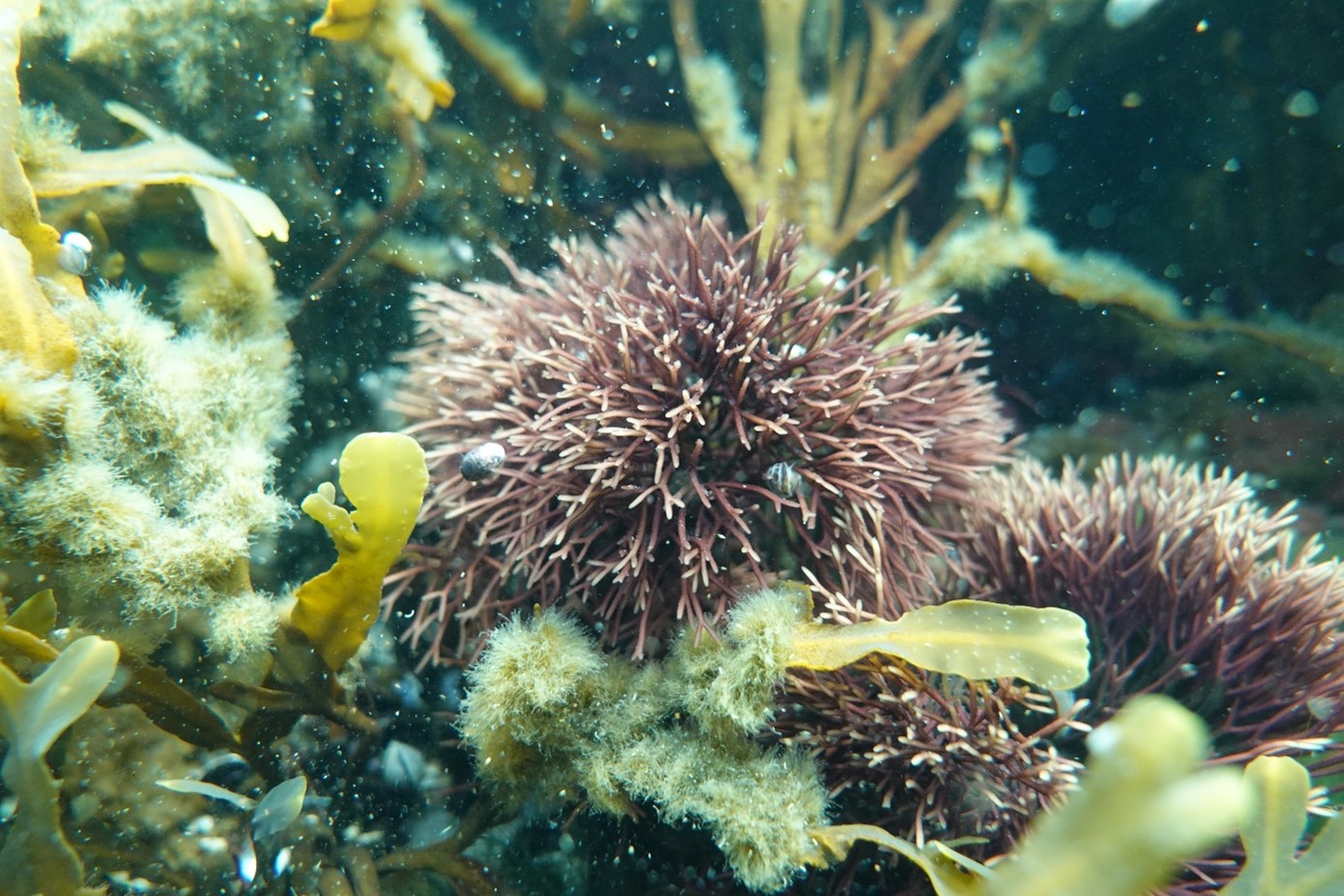 Undervattensbild av alger