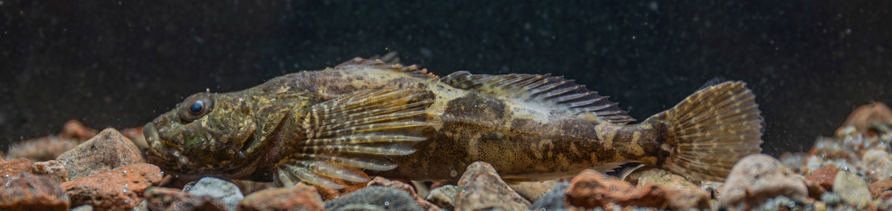 En stensimpa på grusbotten