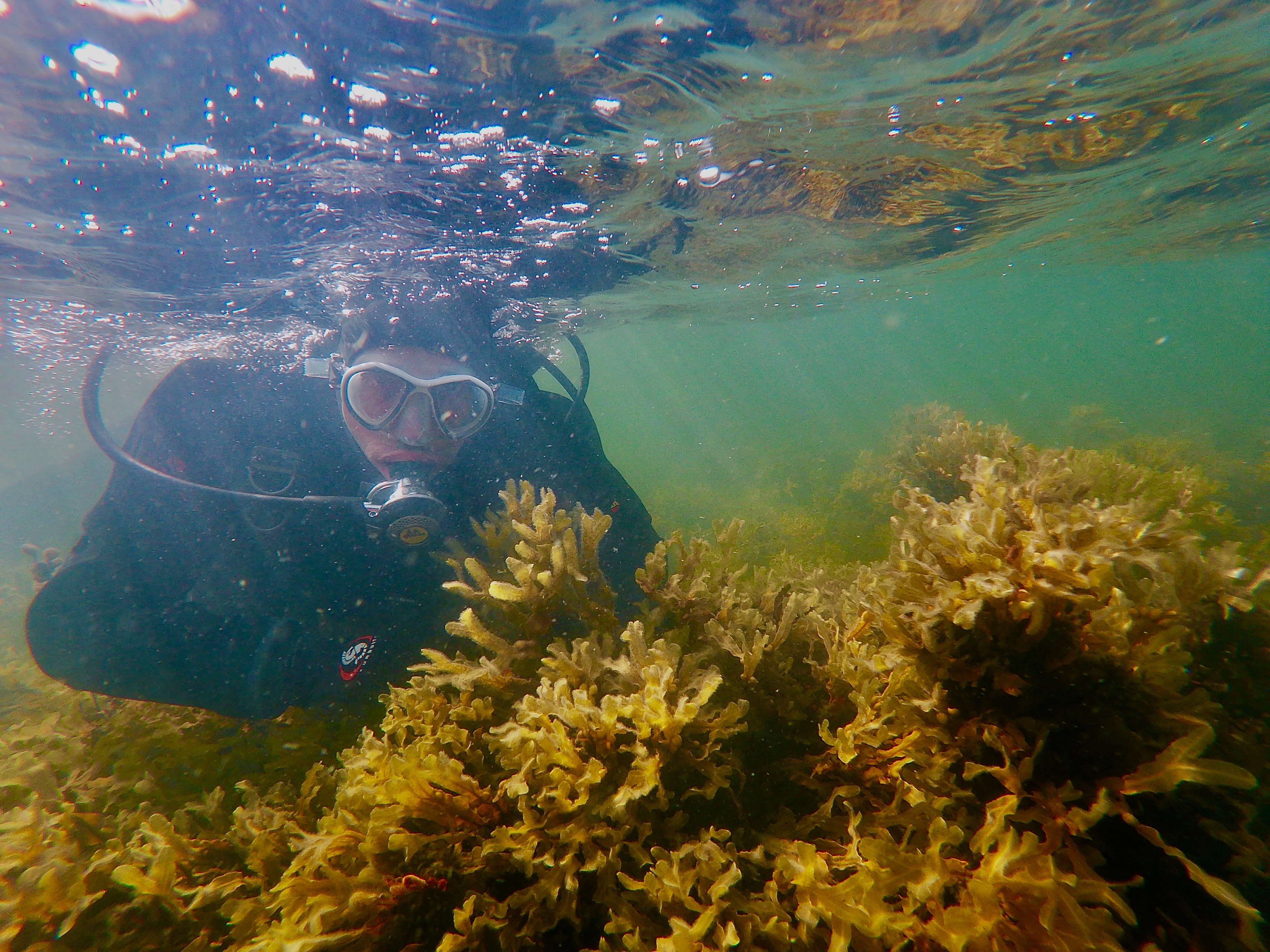 En dykare omringad av blåstångsalger