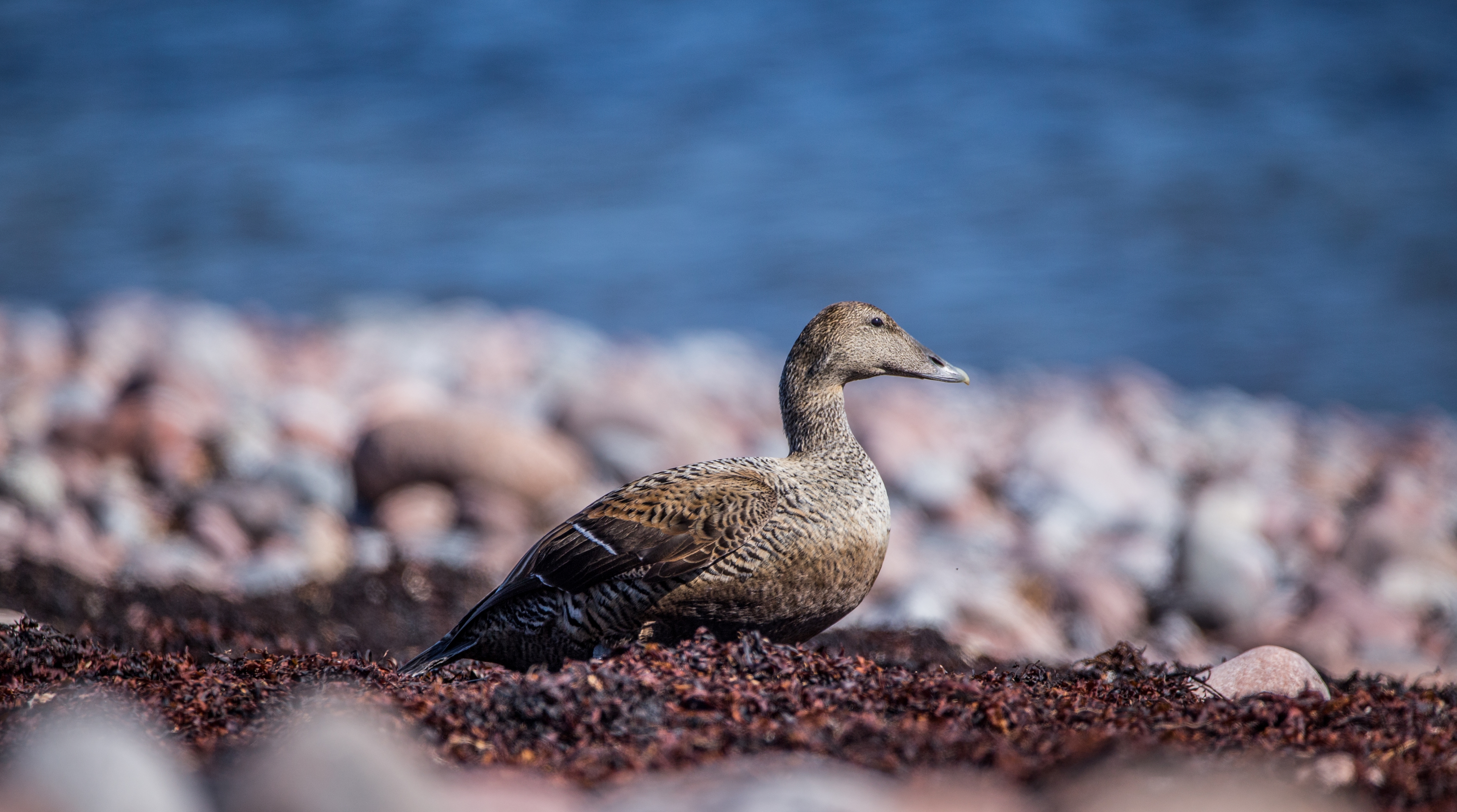 En ejder hona stående på sjögräs