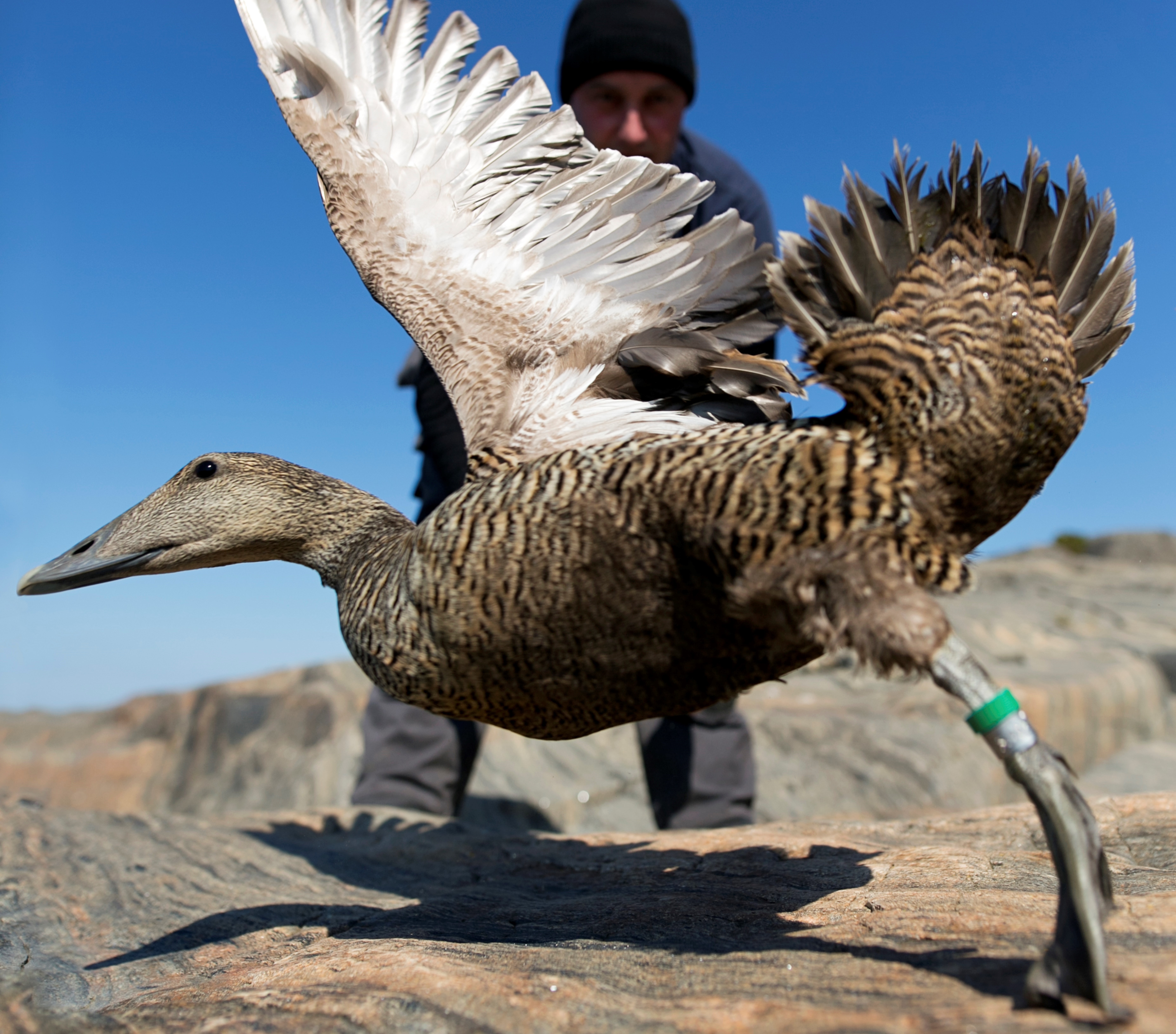 Ejder som flaxar på vingarna