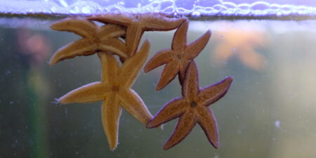 Fem sjöstjärnor fastsatta på en genomskinlig skiva
