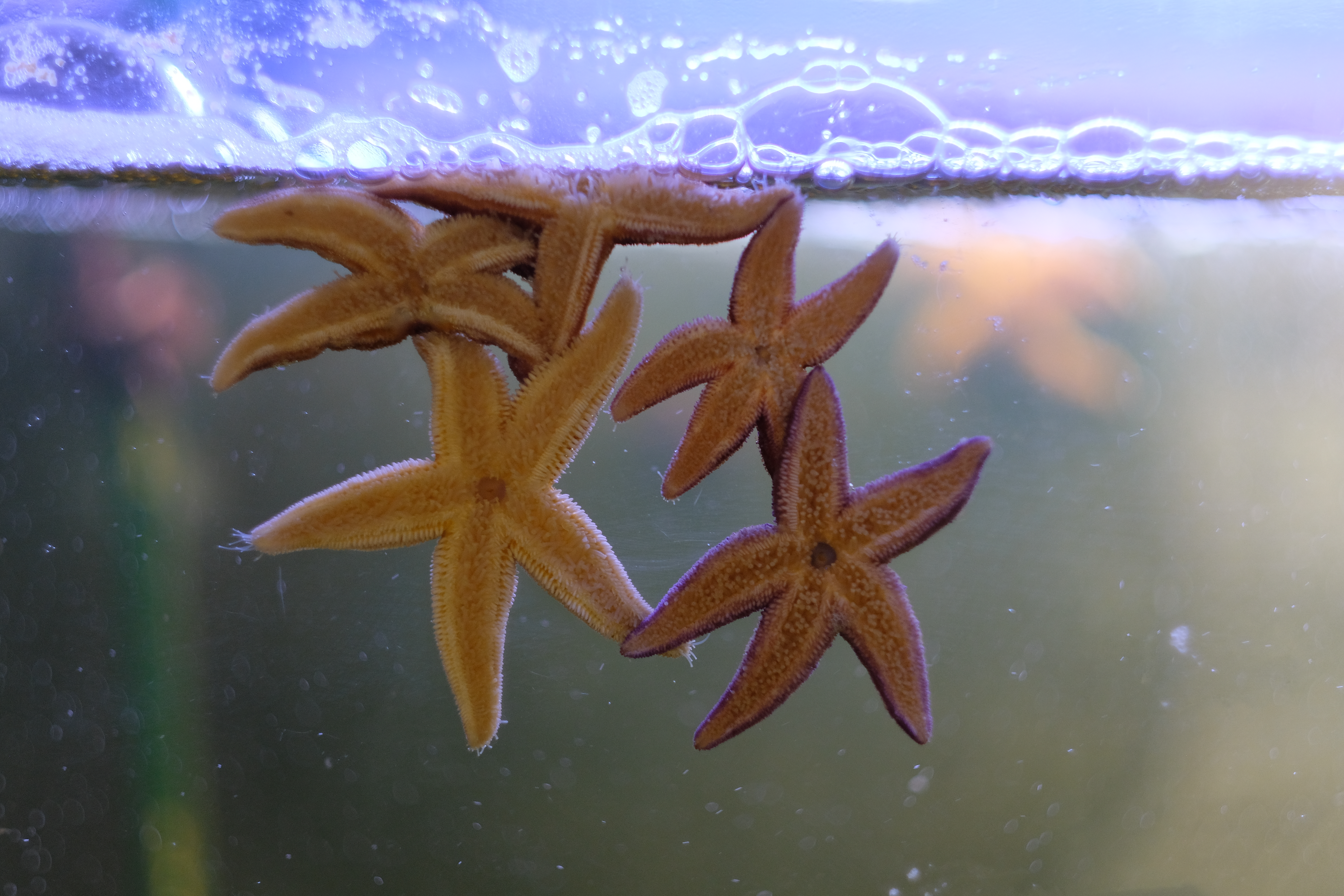 Fem sjöstjärnor fastsatta på en genomskinlig skiva