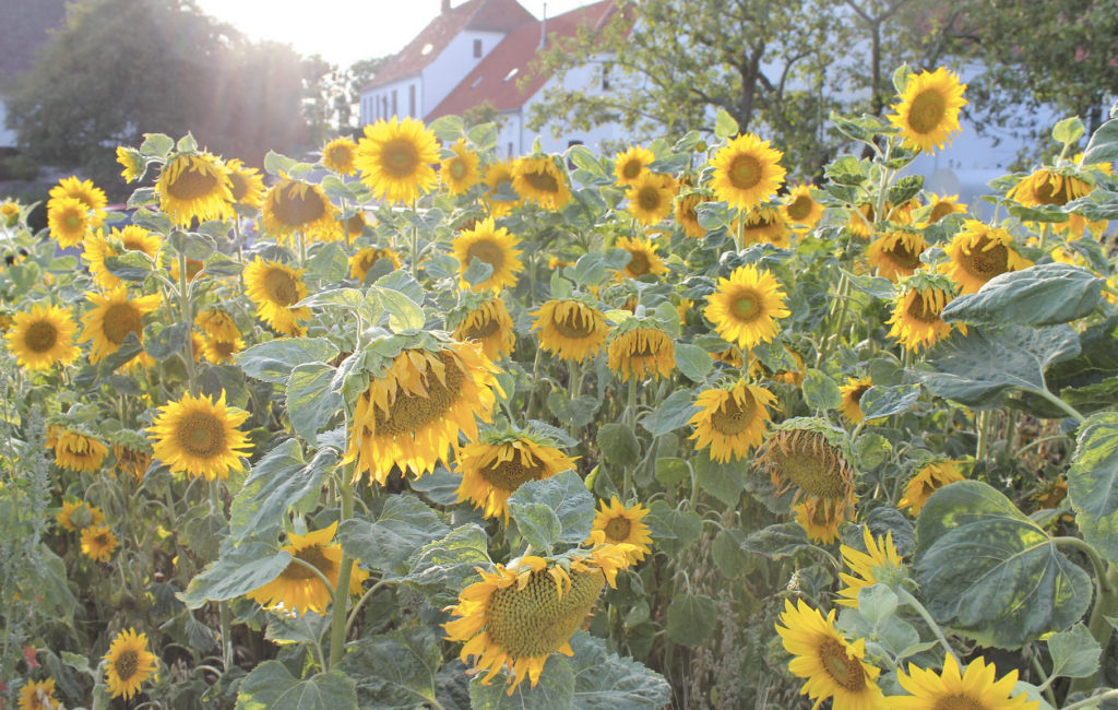 Sunflowers.