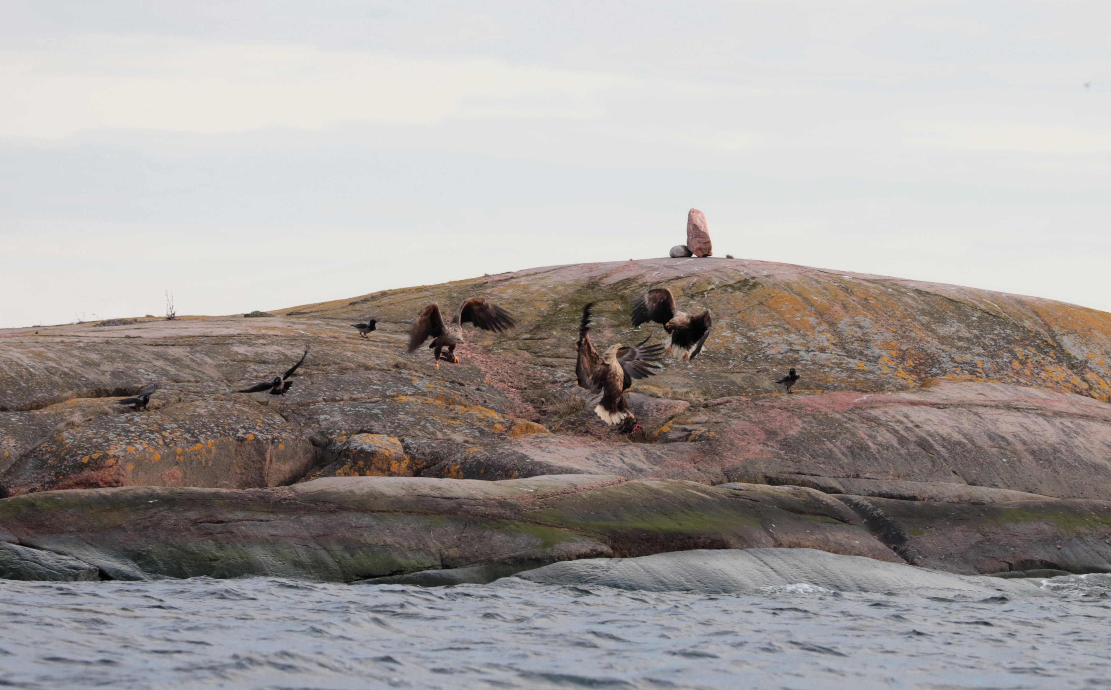 Örnar attackerar ejdrar på en karg klippa.