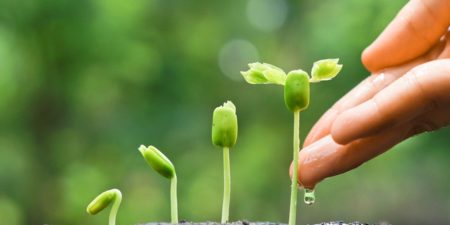 groende gröna växter.