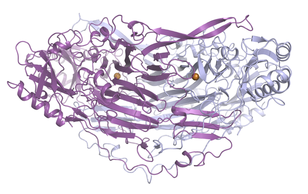 VAP-1 proteinet