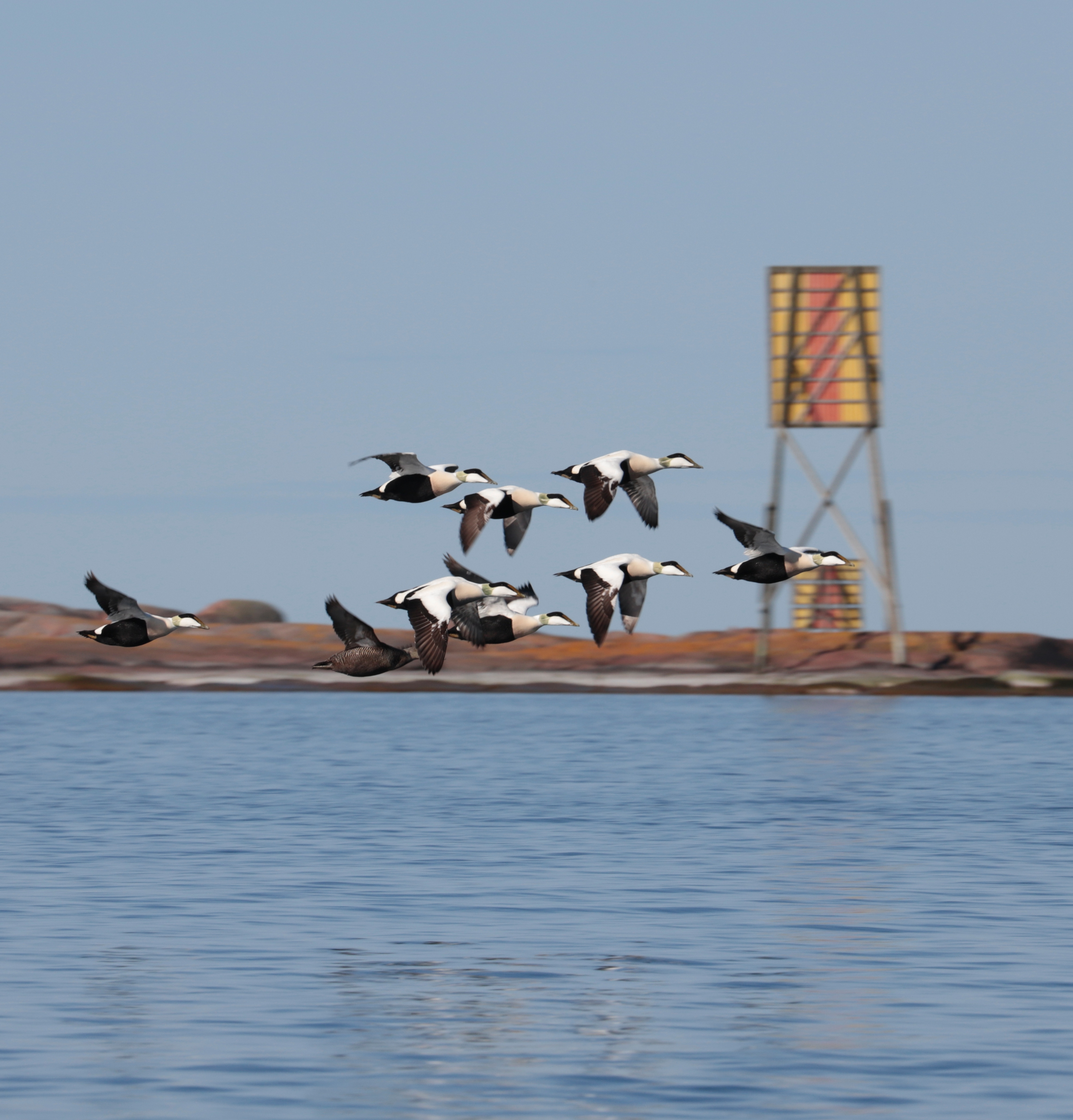 Ejdrar flyger förbi ett sjömärke.