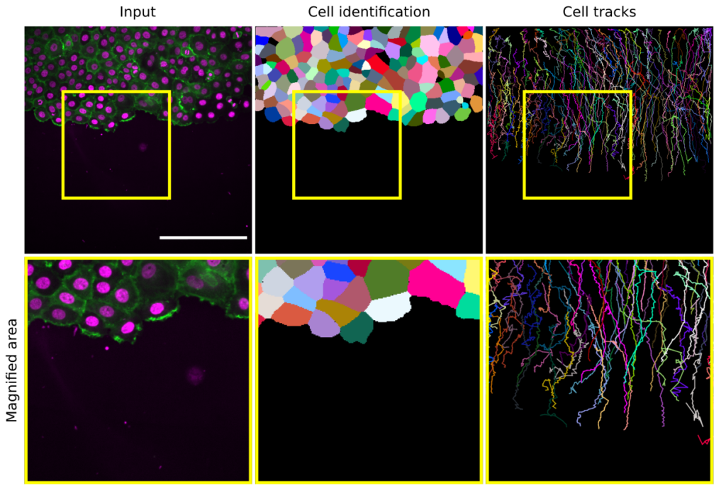 Avbildning av celler i olika färger.