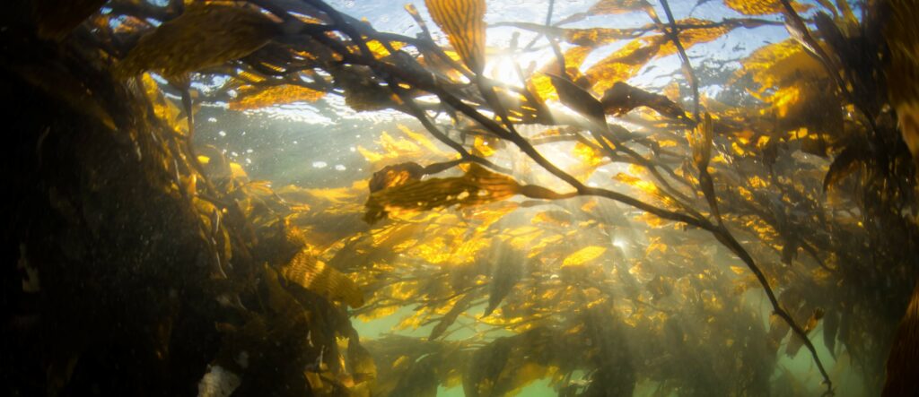 Kelp floathing in water.