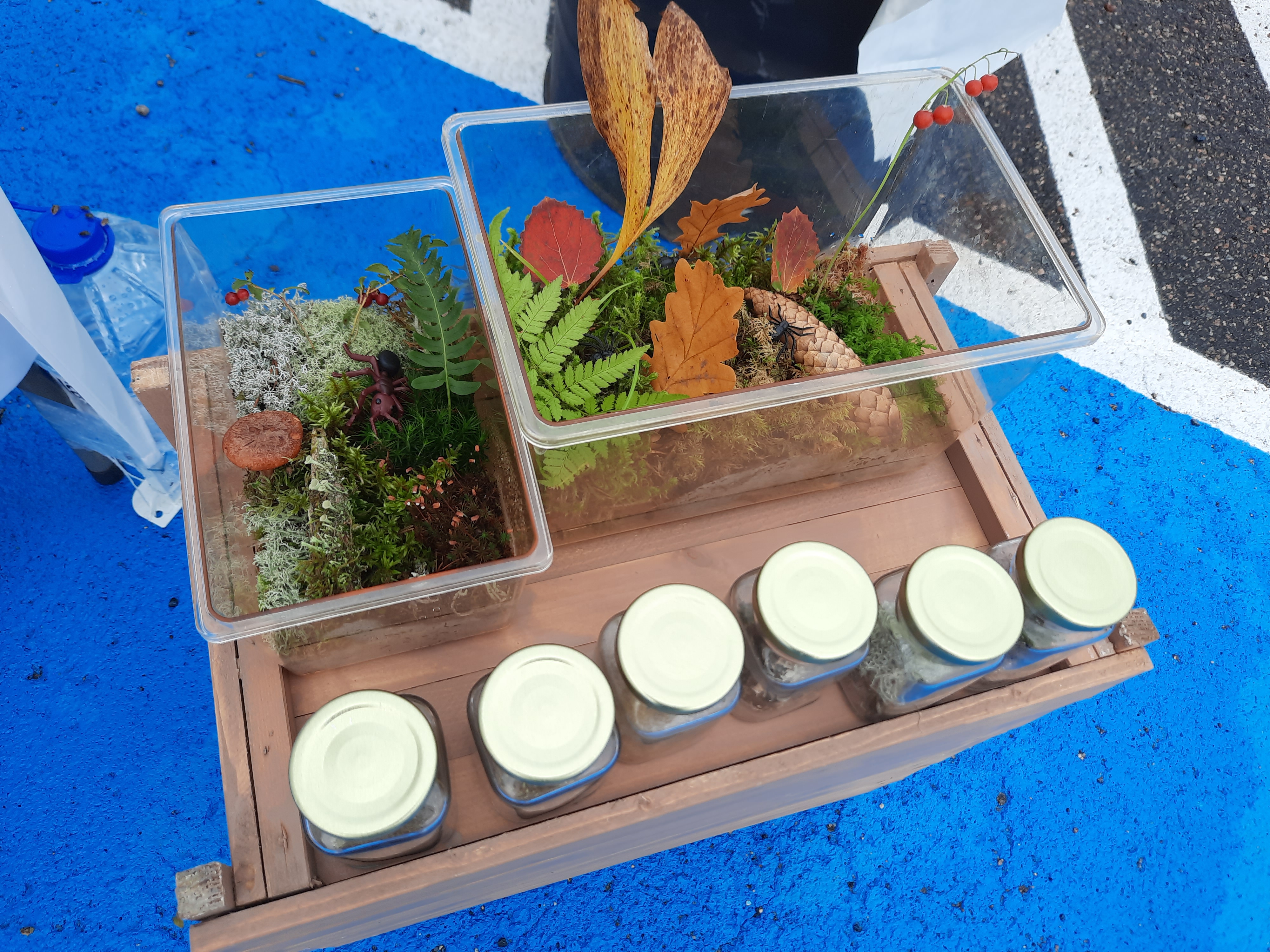 Blad från olika träd plockade i plastburkar.