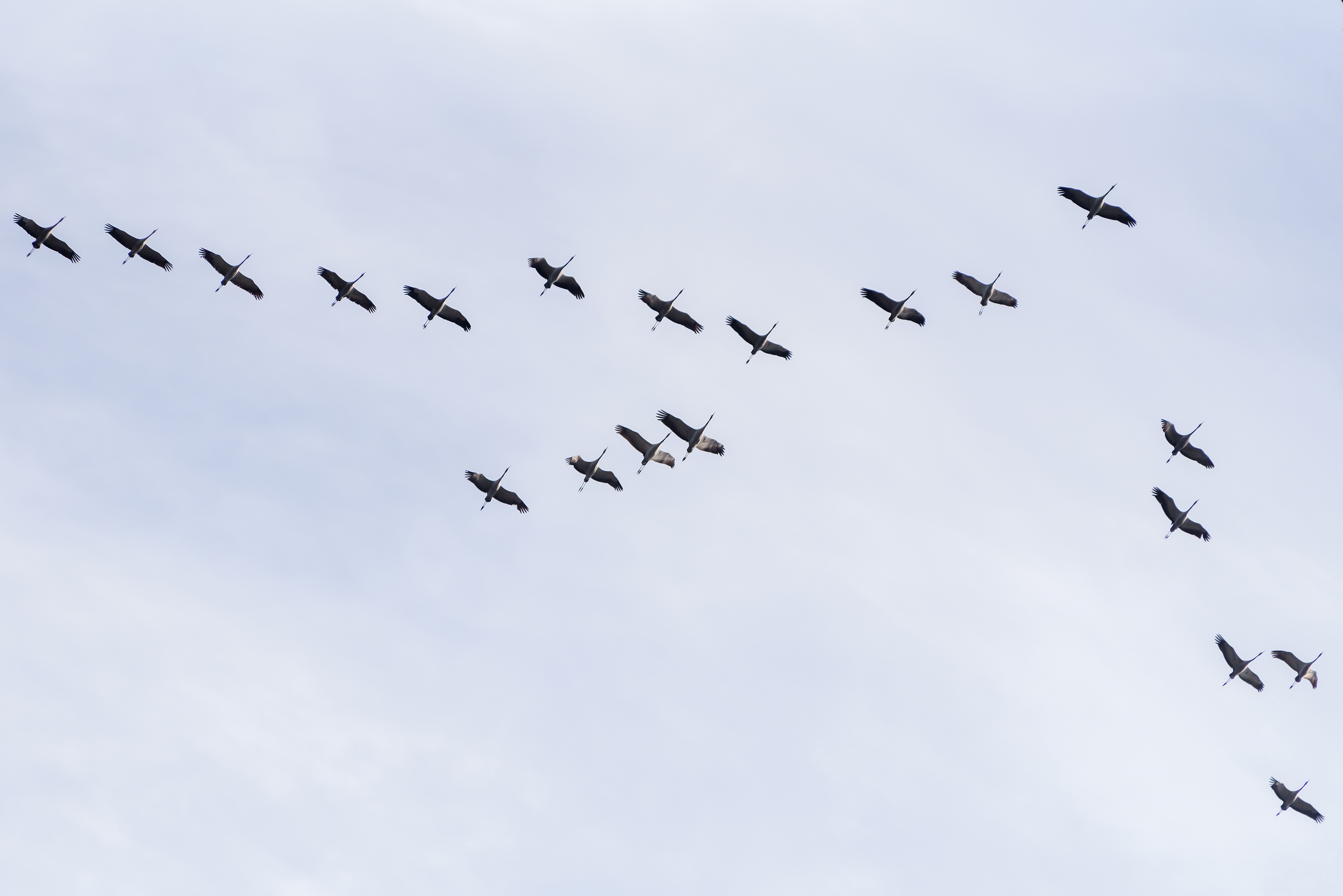 En plog med flyttfåglar på himlen.