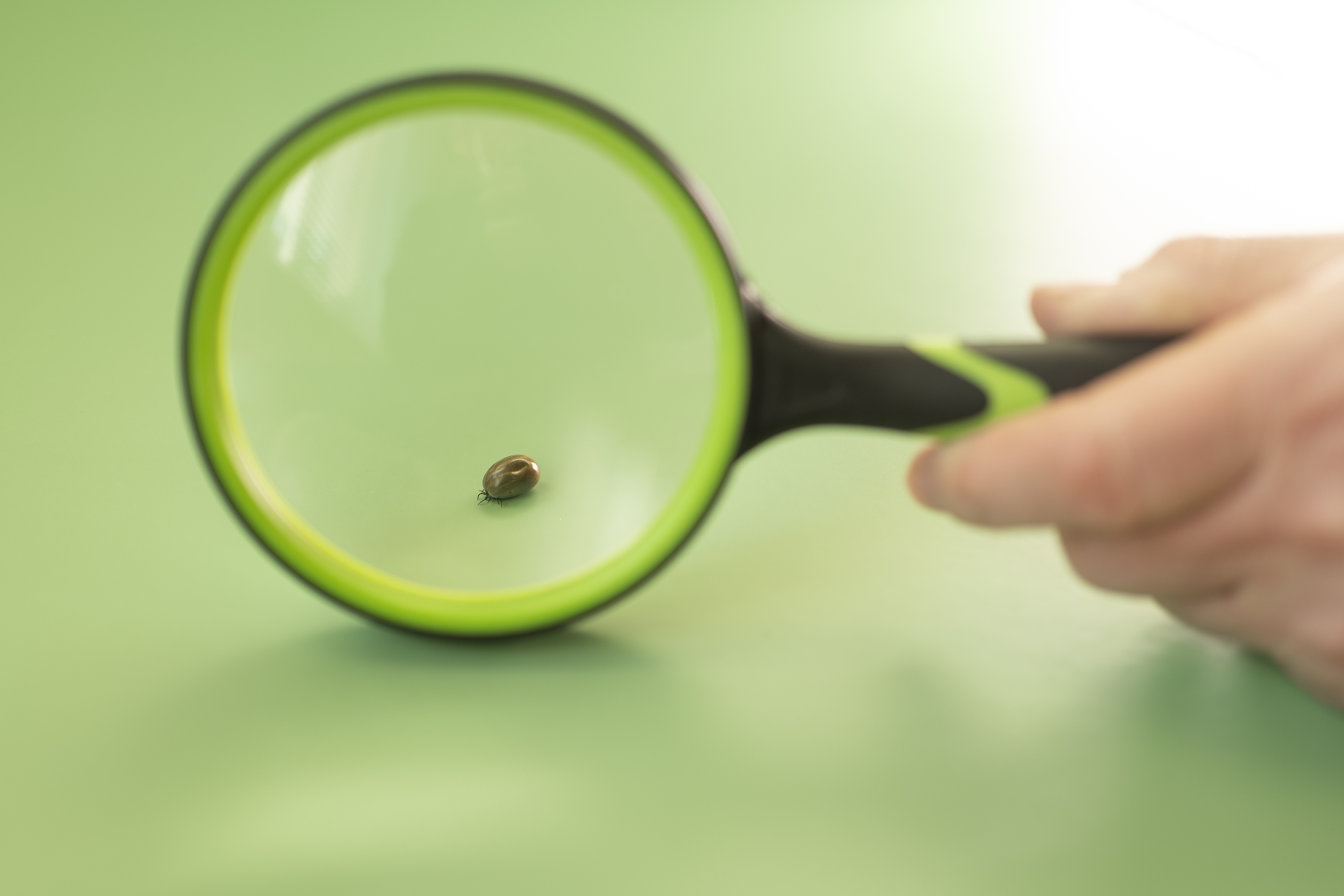 En blodfylld fästing bakom ett förstoringsglas.