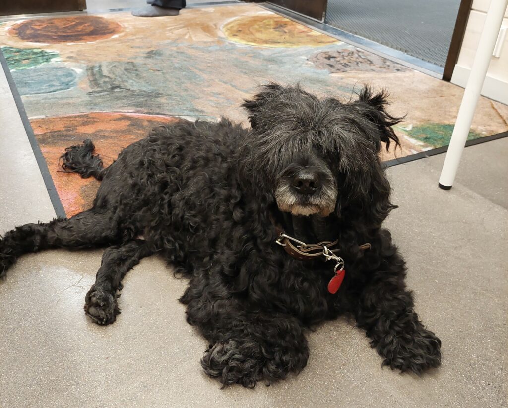 En svart hund med håret för ögonen, lite grå på nosen. Ligger på golvet och ser snäll ut.